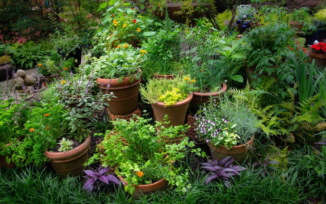 Herbal Uses and Gardening